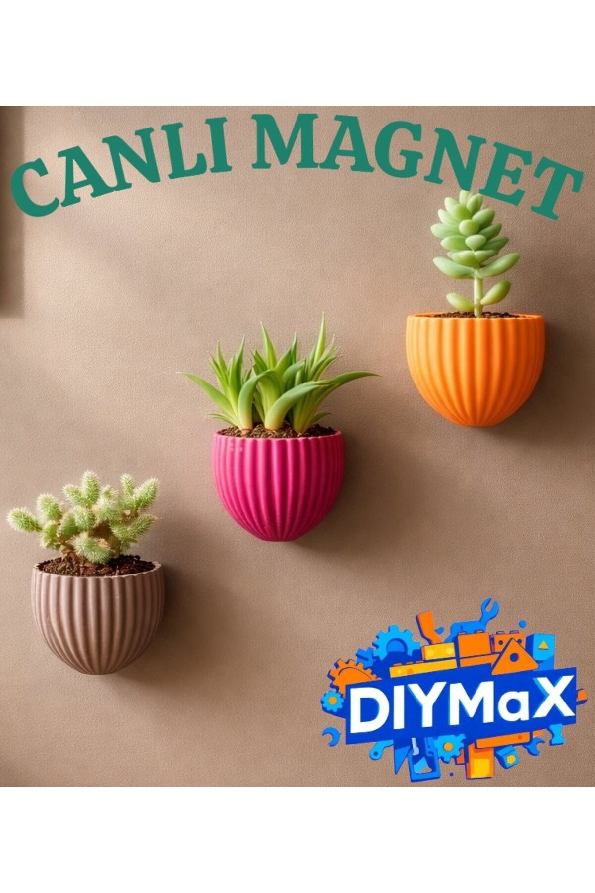 3’lü Set İstiridye Magnet Saksı | Canlı Sukulentli Mıknatıslı Buzdolabı Saksısı | Dekoratif Çiçek