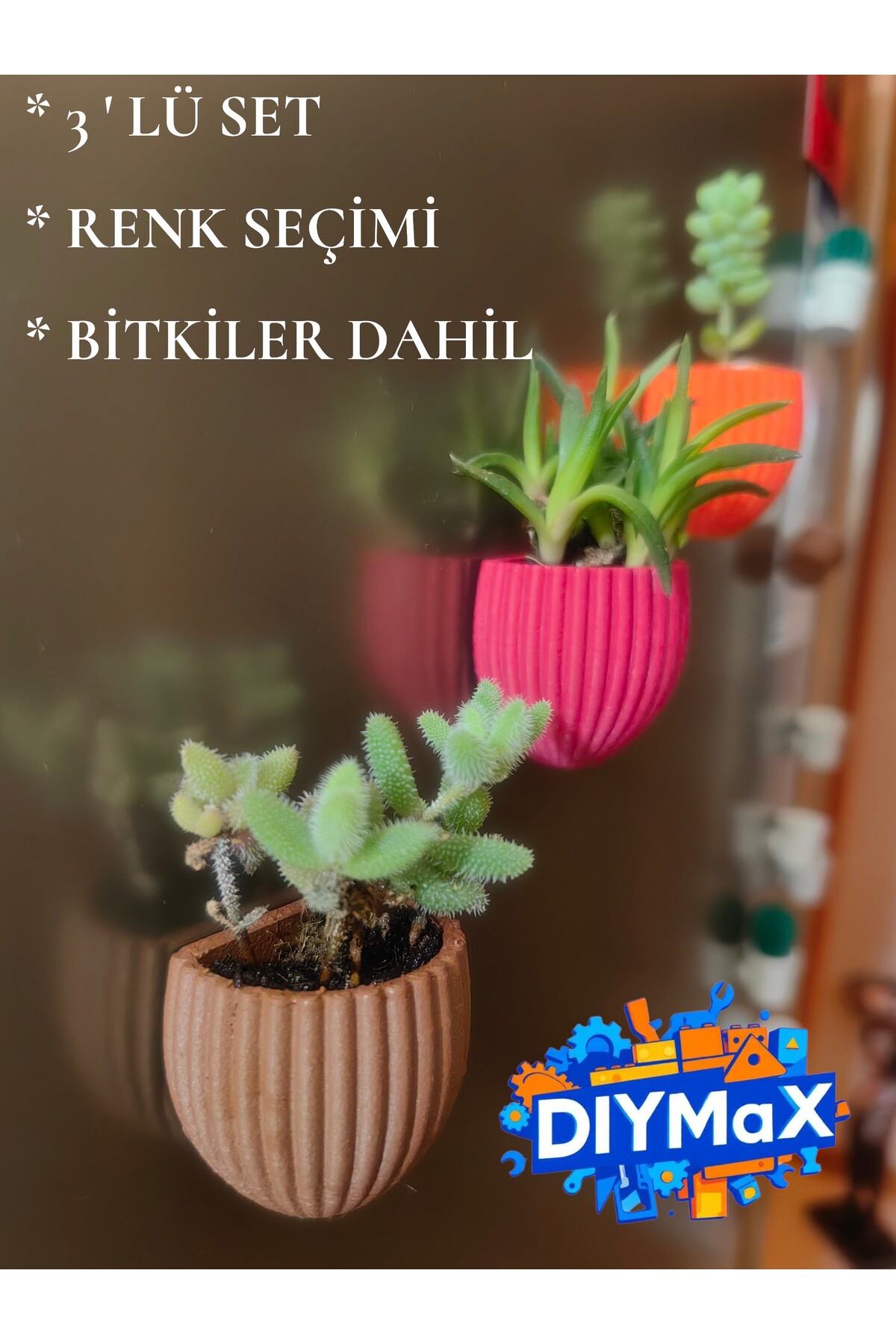 3’lü Set İstiridye Magnet Saksı | Canlı Sukulentli Mıknatıslı Buzdolabı Saksısı | Dekoratif Çiçek