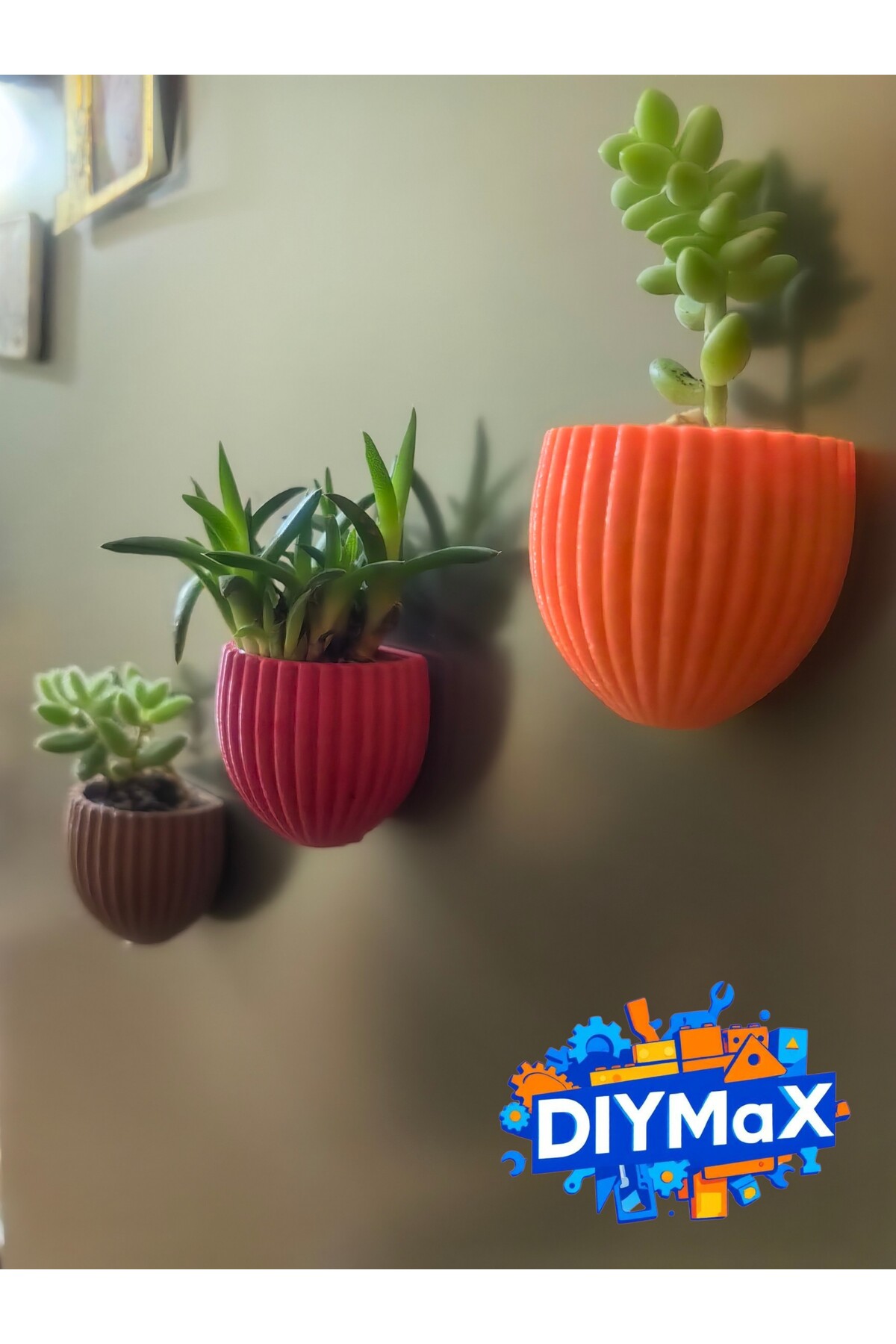 3’lü Set İstiridye Magnet Saksı | Canlı Sukulentli Mıknatıslı Buzdolabı Saksısı | Dekoratif Çiçek
